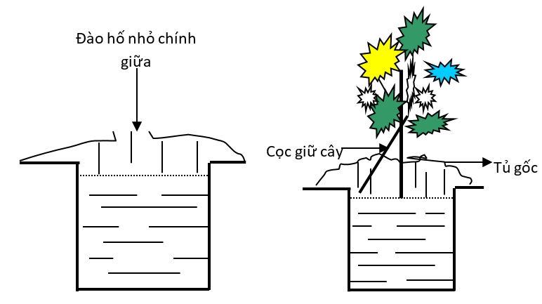 cách trồng_1668417680.png